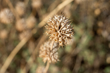 Cardos y flores secas