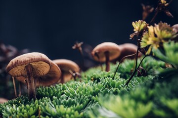 mushrooms in the forest