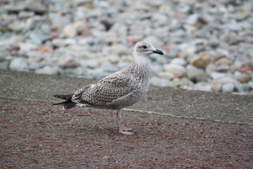 The seagull