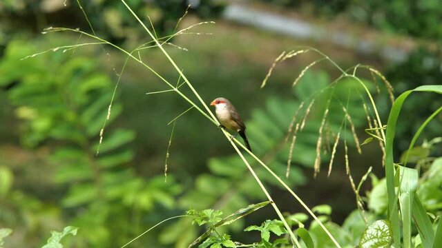 common waxbill Estrilda astrild or St Helena waxbill blurry background with grass Martinique wildlife bird