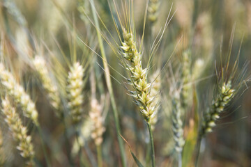Close-up of ripening wheat ears in summer field