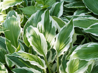 Hosta undulata &lsquo;Albomarginata&rsquo;. Plantain lily or hosta cultivated for their incredible elegant texture and colorful leaves, green with white margin. 