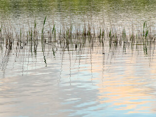 Fototapeta na wymiar Reeds in the lake