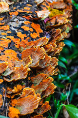 Colourful of mushroom in the tropical rainforests.