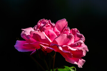 Petal of blooming flower in garden