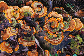 Colourful of mushroom in the tropical rainforests.