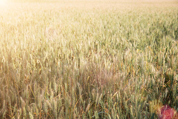 A large piece of wheat in the field that is about to mature