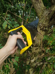 Workers' hands are pruning trees using a saw.