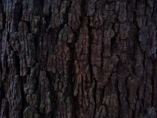 bark of a tree hard texture