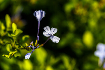 Petal of blooming flower in garden