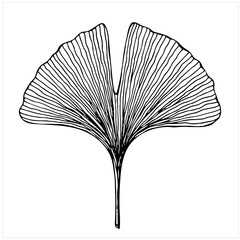 Ginkgo biloba tree leaf, isolated hand drawn black and white vector illustration on white background
