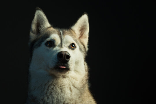 Wolf Open Mouth stock photos and royalty-free images, vectors and  illustrations | Adobe Stock