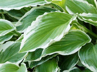 Fototapeta na wymiar Hosta undulata ‘Albomarginata’ - Closeup of plantain lily wavy leaf with cupped and puckered pale-green color with white margin