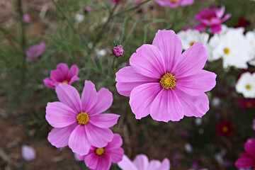 Fototapeta premium 한국의공원에핀코스모스입니다,