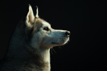 siberian husky dog profile headshot close up in the studio in dramatic lighting