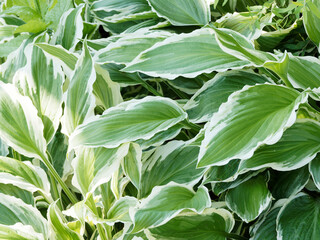 Obraz premium Hosta undulata | plantain lily flower, foliage plant with round cupped and puckered, wavy, pale-green leaves white margin 
