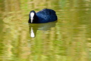 coot po delta regional park comacchio iitaly