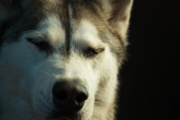 siberian husky dog headshot close up in the studio in dramatic lighting closing her eyes