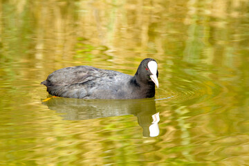 coot po delta regional park comacchio iitaly