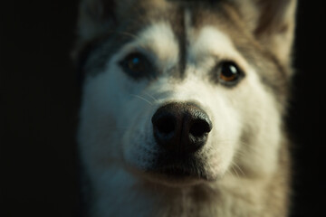 siberian husky dog frontal headshot close up in the studio in dramatic lighting focus on the nose