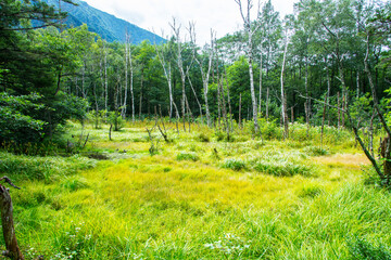 Fototapeta premium ウェストン園地の湿原