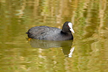 coot po delta regional park comacchio iitaly