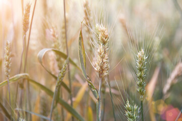 Close-up of wheat ears in the field about to ripen