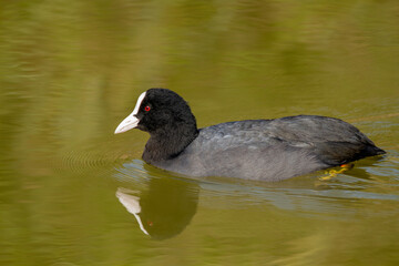 coot po delta regional park comacchio iitaly
