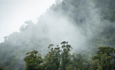 Mountains and trees in the mist, Westland, New Zealand