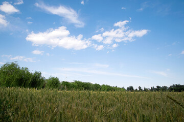 A large area of wheat fields that are about to mature under the blue sky
