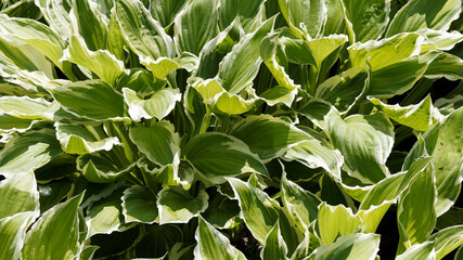 (Hosta undulata) Decorative groundcover of plantain lily, foliage plant, incredible elegance with wavy green leaves and white margin  