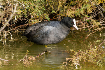 coot po delta regional park comacchio iitaly