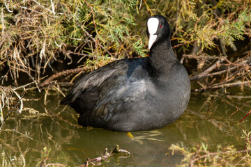 coot po delta regional park comacchio iitaly