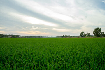 Rice field and sky background in thailand