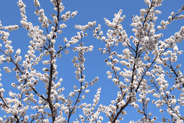 Horizontal spring banner with apricot flowers