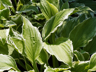 Hosta undulata ‘Albomarginata’ or plantain lily flower. Green, puckered, broad leaves with a slightly wavy white margin 