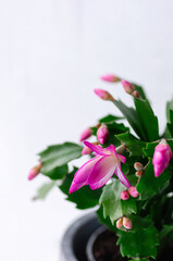 Pink Schlumbergera, Christmas cactus or Thanksgiving cactus on white background. Close up.