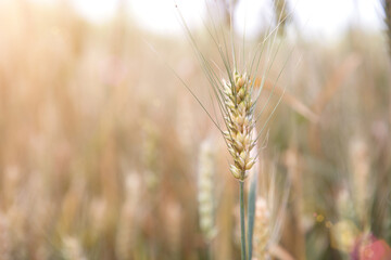 Fototapeta premium Close-up of wheat ears ripening in summer