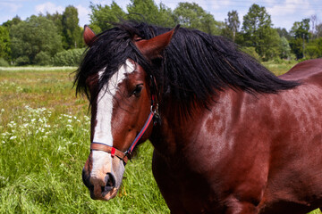 Fototapeta premium head of a harnessed horse on summer sunny day
