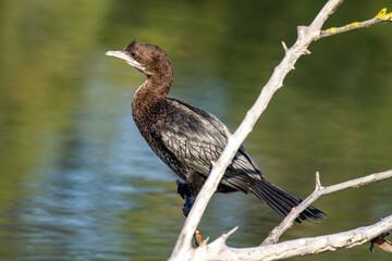 minor shag po delta regional park comacchio iitaly