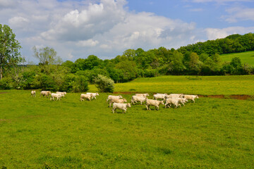 Fototapeta na wymiar Troupeau de vachettes charolaises au trot. Nièvre en Bourgogne- Franche-Comté, France