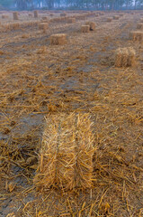 square straw bales lie on a field after the grain harvest in India