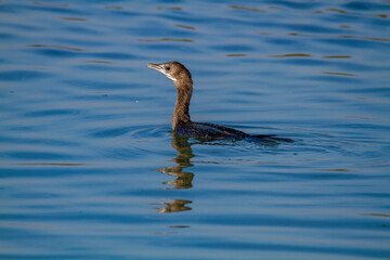 minor shag po delta regional park comacchio iitaly