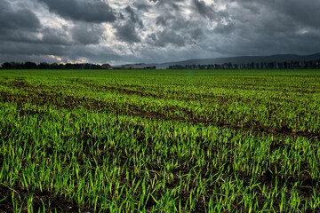 Close up. Field for agriculture, young shoots of winter wheat or grain crops began to germinate from the soil. Lines of young green sprouts. Natural background. Autumn sky with rain clouds