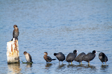 cormorants hunting the po delta