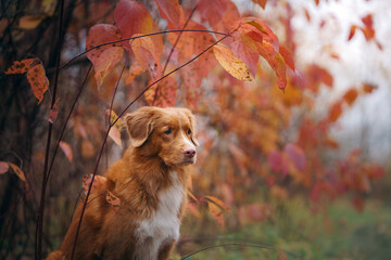 dog peeps out of leaves. red Nova Scotia Duck Tolling Retriever in autumn park. 