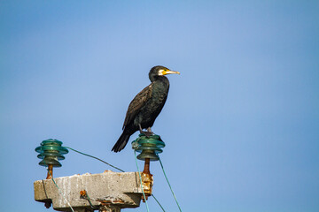 cormorants hunting the po delta