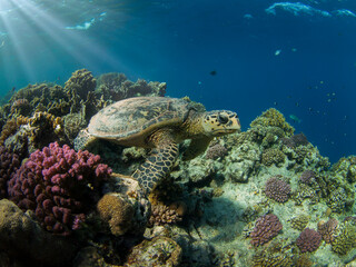Obraz na płótnie Canvas sea turtle swimming