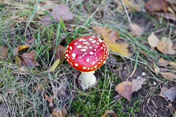 Fliegenpilz