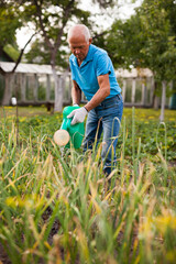 Senior farmer is watering vegetables in the garden